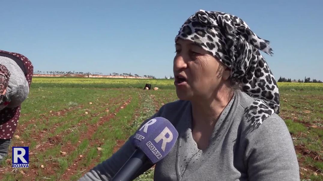 Li  Kampeke Şehbayê Xebata Paqijkirina Zeviyên Çandiniyê Hatiye Destpêkirin