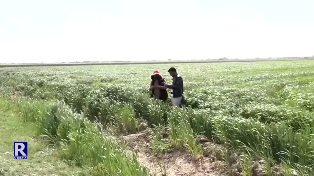 ⁣Li Reqayê Belavbûna Kêzika Sûna Ziyan Gihandiye Mûsimê Çandiniyê