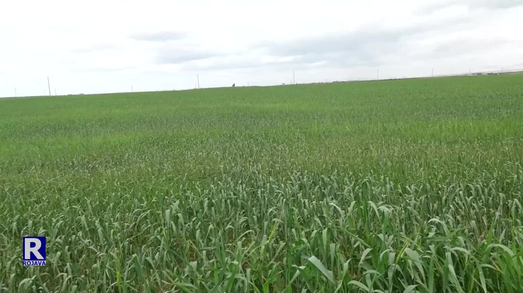 Ji Ber Kêmbarîna Baranê, Rewşa Çandiniyê Ya Herêmê Di Metirsiyê De Ye