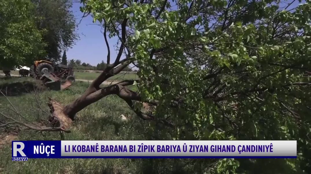 ⁣Li Kobanê Barana Bi Zîpik Bariya Û Ziyan Gihand Çandiniyê