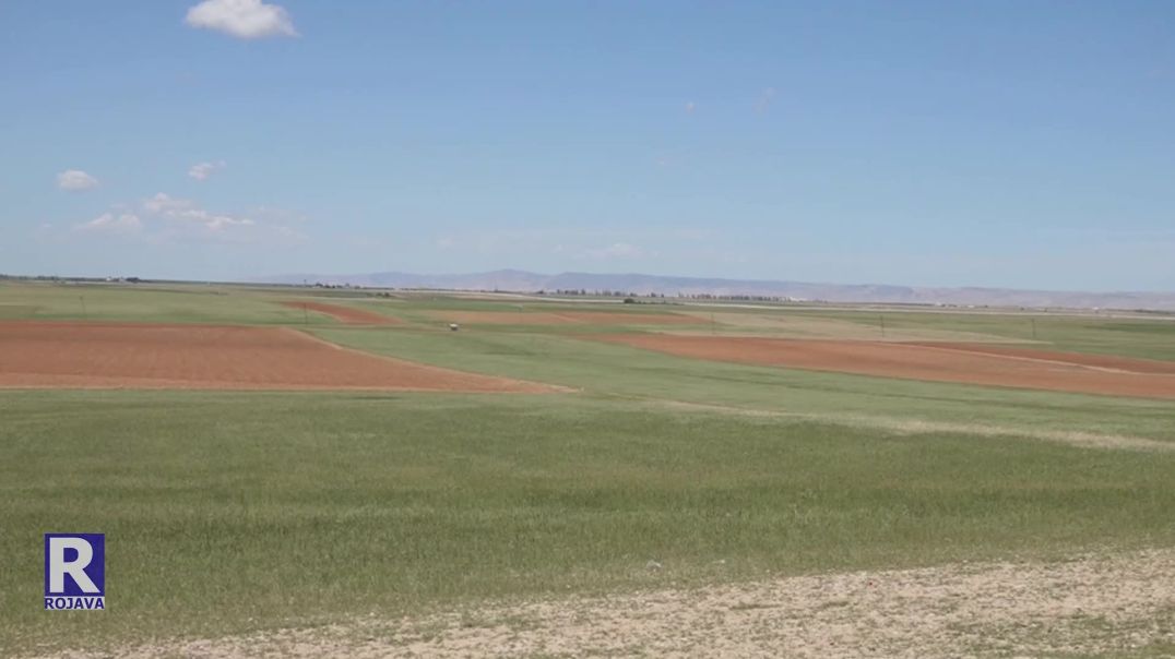 Ji Ber Nebarîna Baranê Di Adar Û Nîsanê De, 90 % Ji Zeviyên Bejî Têk Çûn