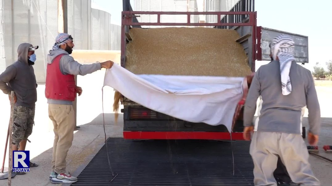 صوامع عامودا تستلم أكثر من 15 ألف طن من محصول القمح