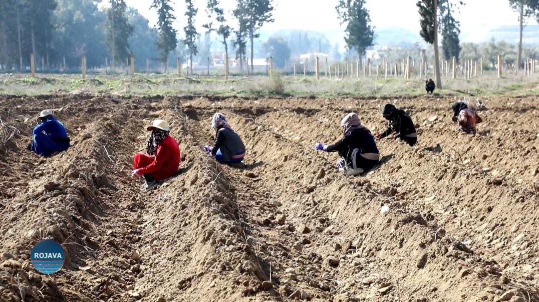 ⁣لجنة اقتصاد المرأة في تجمّع نساء زنوبيا تزرع 4500 شجرة في ريف الرقة الجنوبي