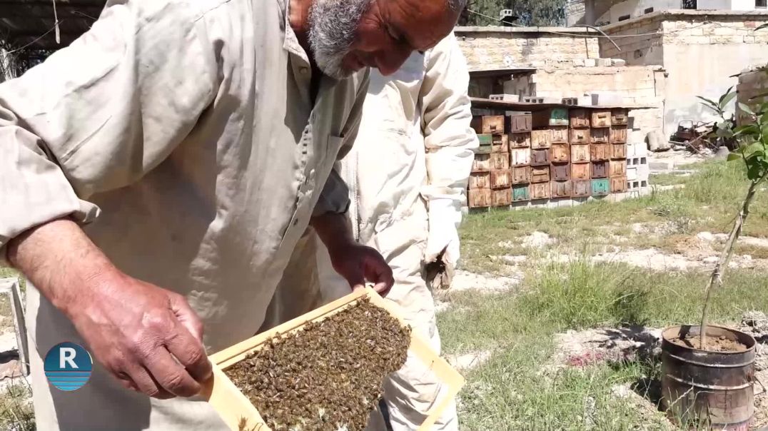 تربية النحل في ريف الرقة .. مصدر دخل للمزارعين وتحقيق للاكتفاء الذاتي