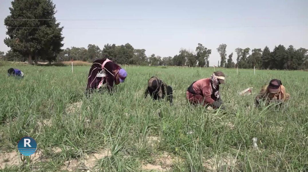 PROJEYÊN ÇANDINIYÊ DERFETÊN KAR LI PÊŞIYA JINÊN REQAYÊ ZÊDETIR DIKIN