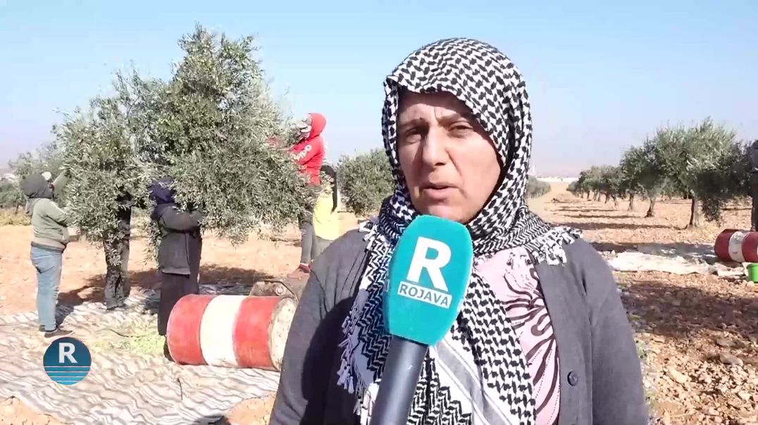 EFRÎNIYÊN LI ŞEHBAYÊ DEST BI BERHEVKIRINA ZEYTÛNAN KIRINE