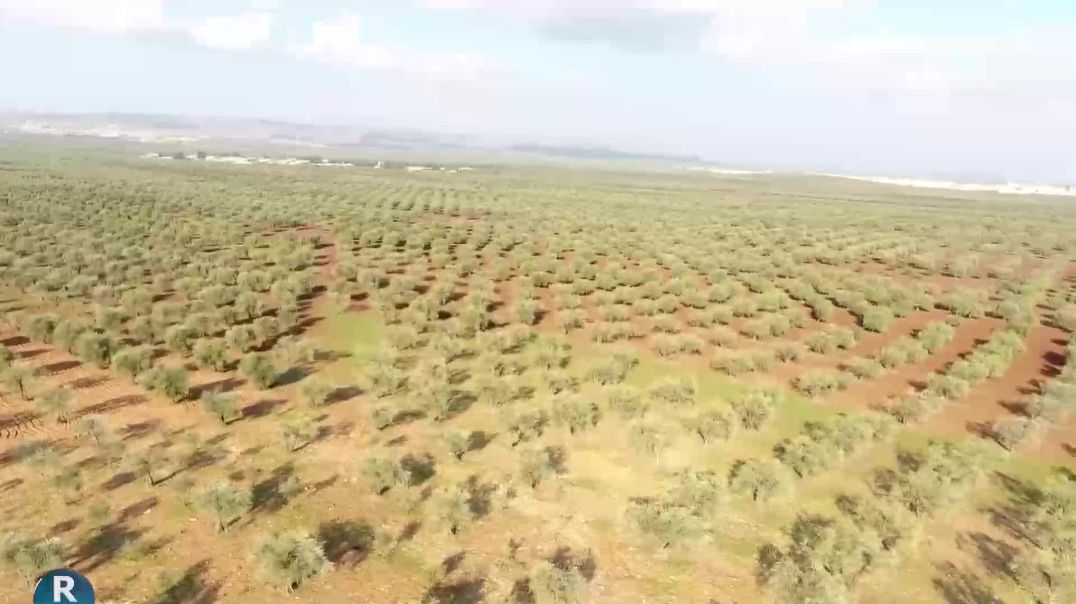 ÇETEYÊN TIRKIYÊ BERHEMÊN ZEYTÛNAN ÊN EFRÎNIYAN DIDIZIN