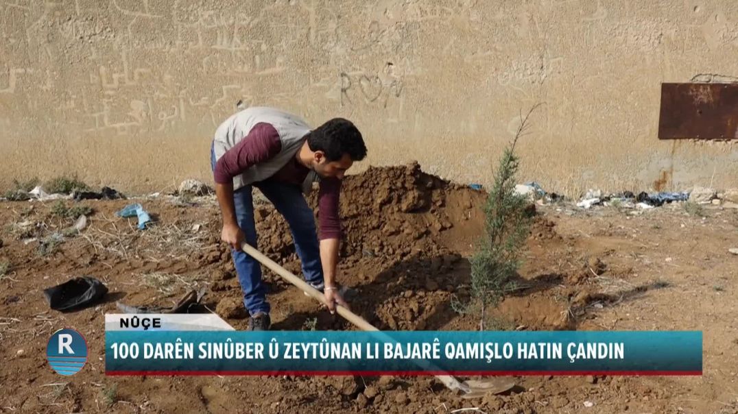 100 DARÊN SINÛBER Û ZEYTÛNAN LI BAJARÊ QAMIŞLO HATIN ÇANDIN