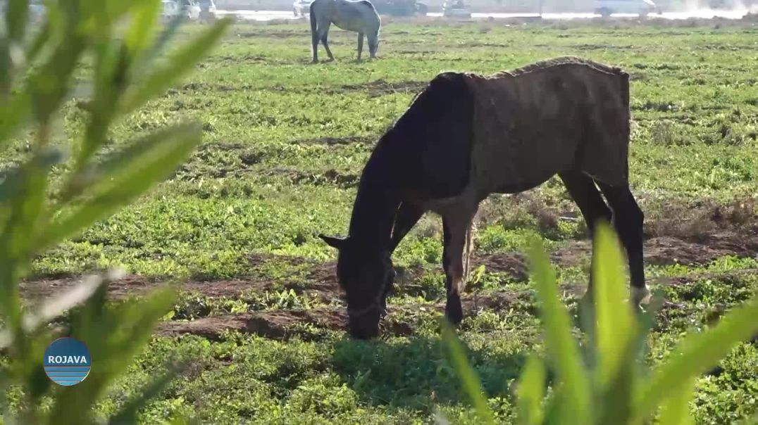 KILUPA SIWARAN YA REQA DESTKEFTIYÊ MEZIN DIGRE DEST