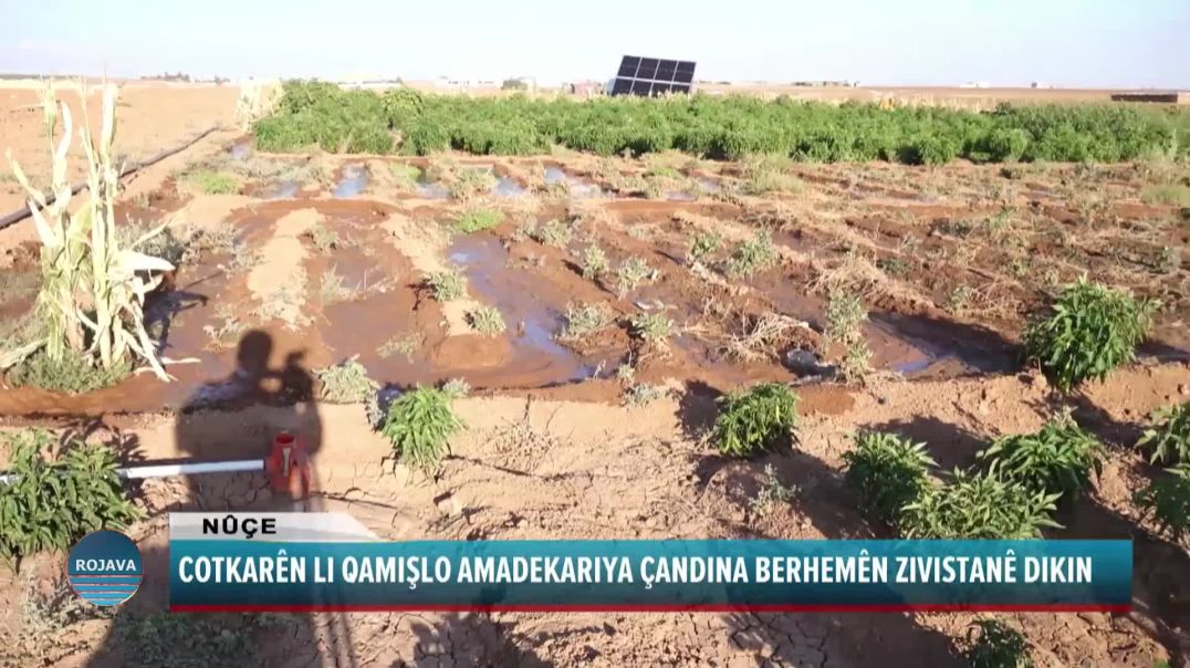 COTKARÊN LI QAMIŞLO AMADEKARIYA ÇANDINA BERHEMÊN ZIVISTANÊ DIKIN