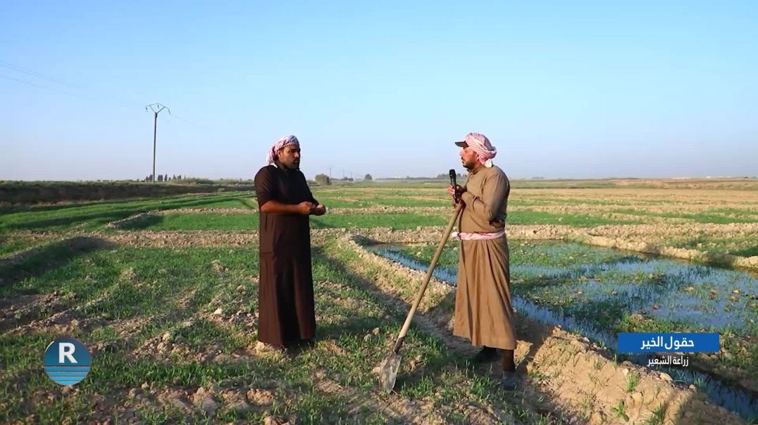 ⁣حقول_الخير.. زراعة الشعير  بريف الرقة الشمالي الغربي   12-10-2024