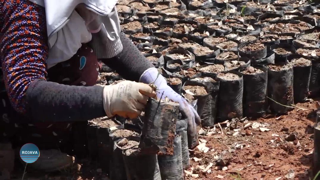 ŞAREDARIYA GEL A REQAYÊ DARAN LI KOLAN Û RÊYÊN BAJÊR DIÇÎNE