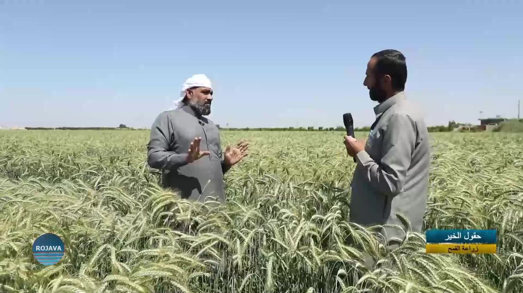 حقول الخير || زراعة القمح || 31 - 5 - 2025