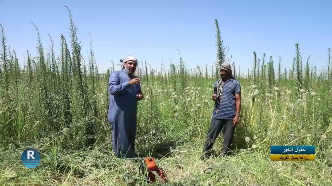 حقول الخير|| زراعة بصل الفريك في الرقة || 28 - 6 - 2025