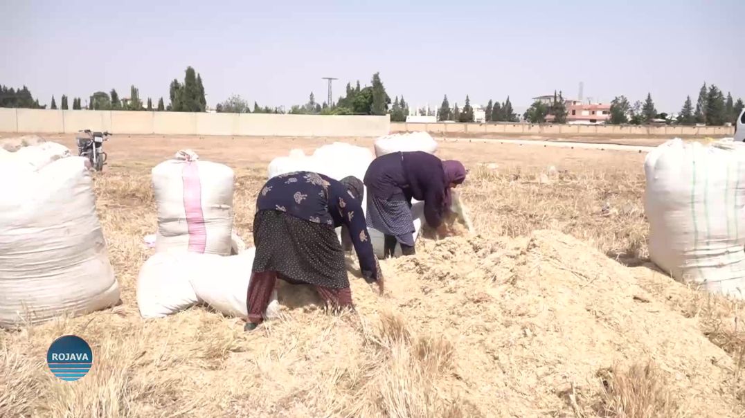 بسبب شح الأمطار.. جفاف وضعف الانتاج الزراعي في قامشلو مع بدء موسم الحصاد