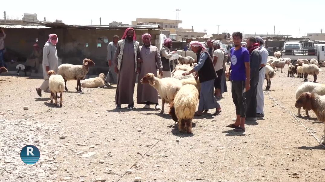 ⁣انخفاض أسعار المواشي في الرقة نتيجة الجفاف والظروف المناخية القاسية