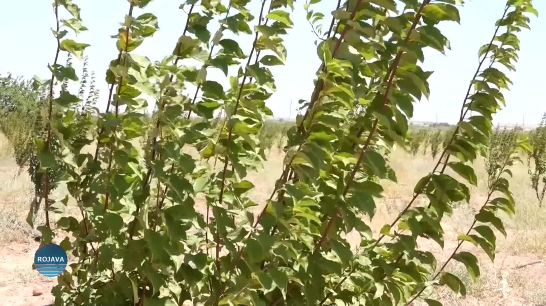 NIVÎSGEHA JIN A DESTEYA ÇANDINIYÊ ROLA JINAN DI ÇANDINIYÊ DE XURT DIKE