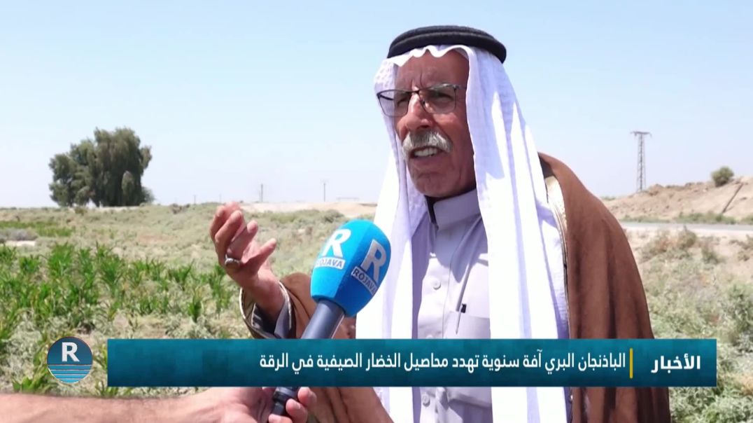 الباذنجان البري آفة سنوية تهدد محاصيل الخضار الصيفية في الرقة