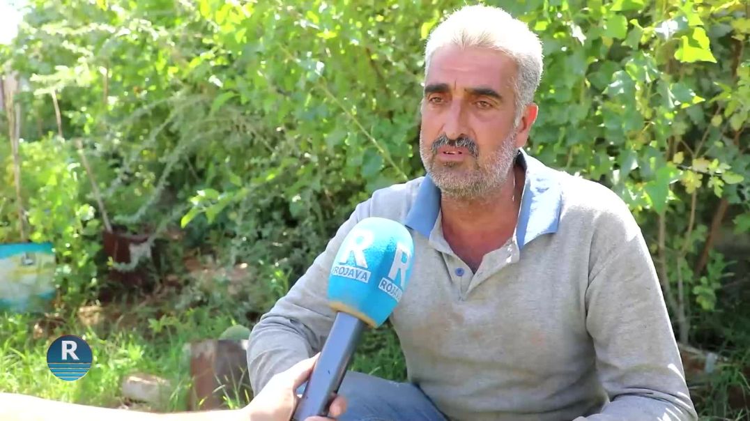 Koçberên Efrînî Bi çandina daran bêrîkirinên xwe bo Efrînê tînin ziman