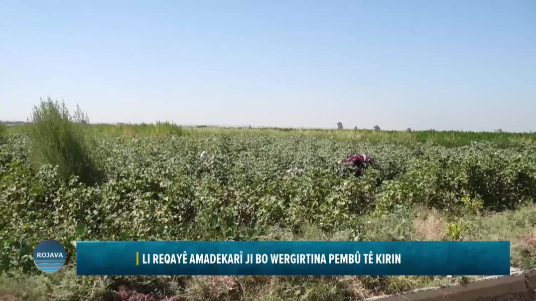 Li Reqayê Amadekarî Ji Bo Wergirtina Pembû Tê Kirin
