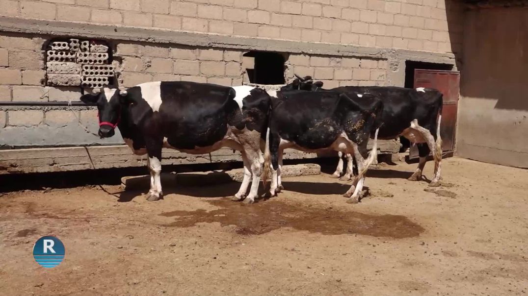 Rojava Tv pirsa gotegota belavbûna nexweşiyê ya di nava sewalan de şopand