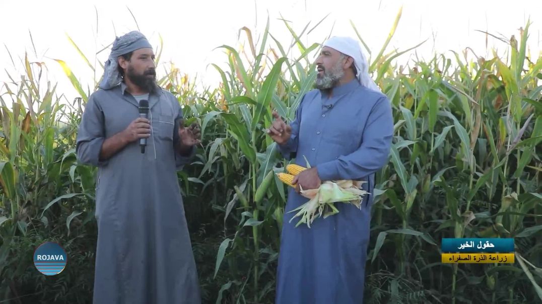 حقول الخير|| زراعة الذرة الصفراء|| 18 - 10 - 2025