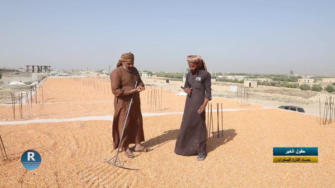 حقول الخير || حصاد الذرة الصفراء || 8 - 11- 2025