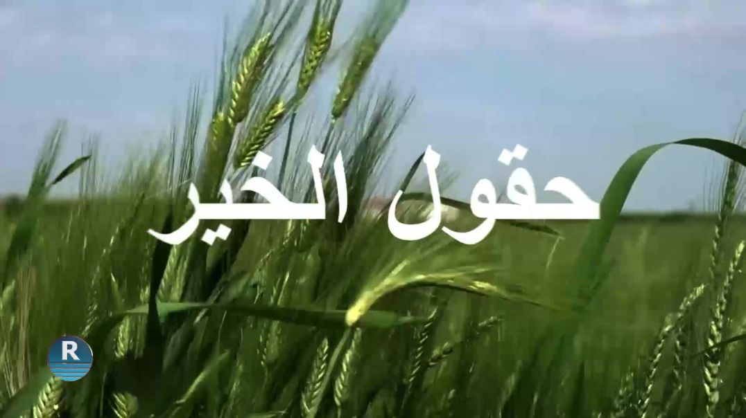 ⁣حقول الخير|| زراعة المانجو||  29 - 11 - 2025⁣