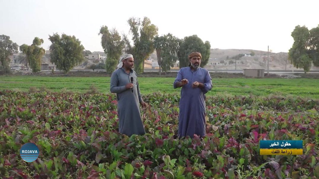 حقول الخير زراعة اللفت|| 15 - 11  - 2025