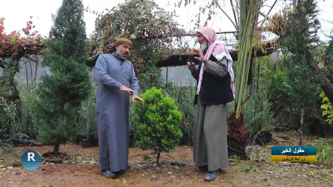 ⁣حقول الخير|| زراعة الزيتون||  13 - 12  -2025