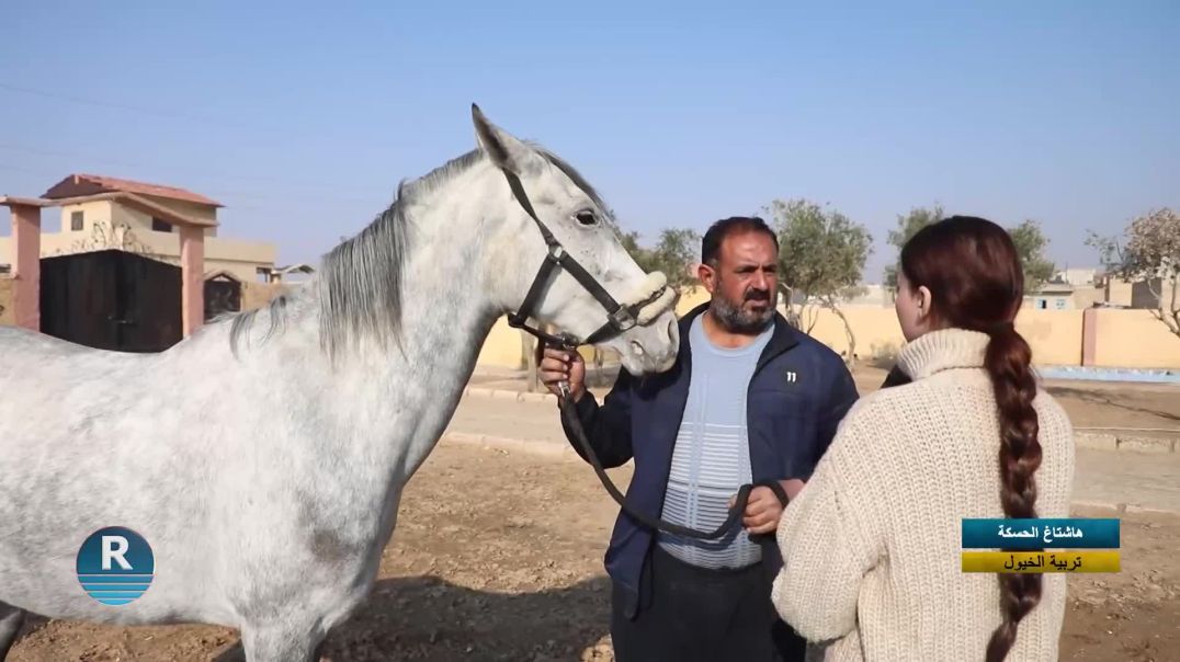 هاشتاغ الحسكة || تربية الخيول || 29 - 12 - 2025