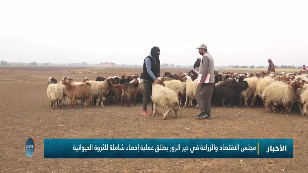 ⁣مجلس الاقتصاد والزراعة في دير الزور يطلق عملية إحصاء شاملة للثروة الحيوانية