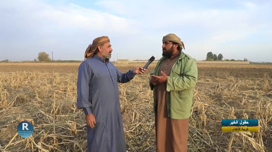 حقول الخير|| تربية الأغنام ||  6 - 12 - 2025