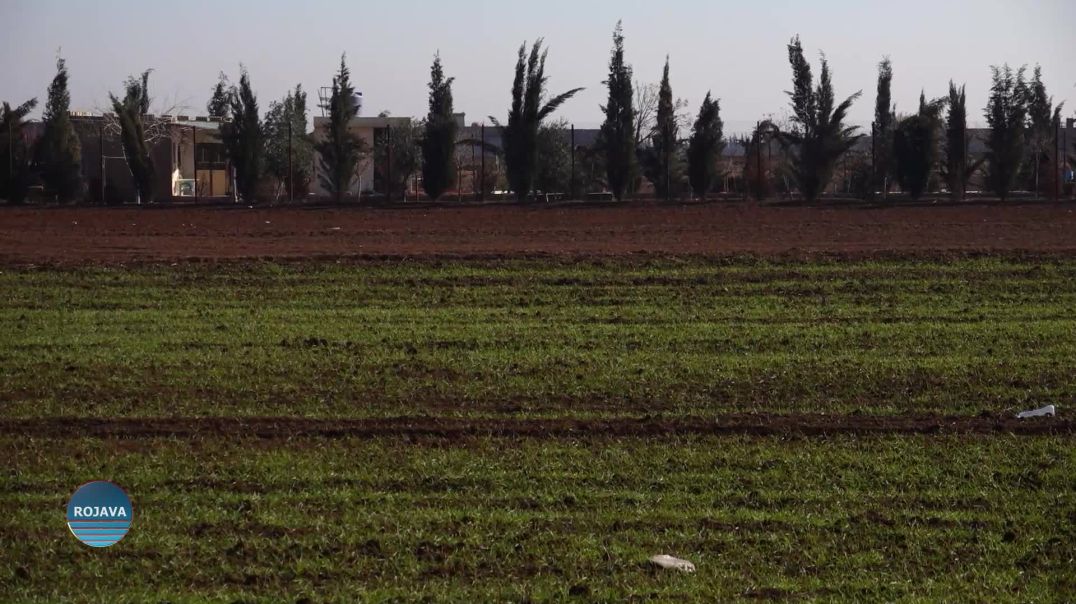 Bi Hatina Berf Û Baranê Re Dilê Cotkarên Herêmê Xweş Bûye