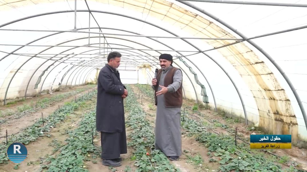 ⁣حقول الخير|| زراعة الفريز || 3 - 1 - 2026