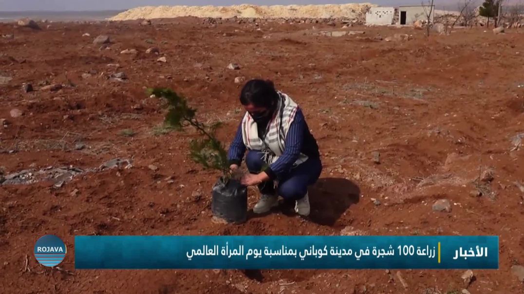 زراعة 100 شجرة في مدينة كوباني بمناسبة يوم المرأة العالمي