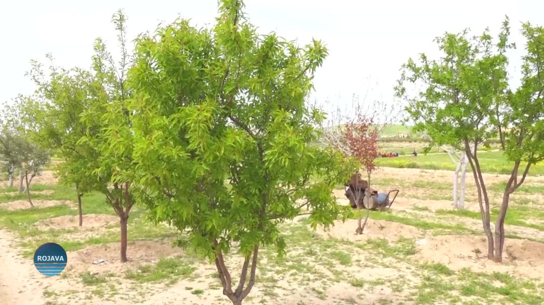 Çend Dîmen Û Wêne Ji Bihara Kobanê