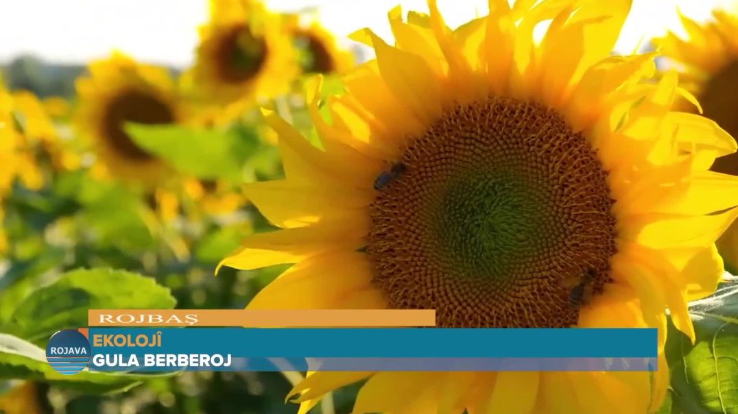 ⁣ ROJ BAŞ 7 - 4 - 2026