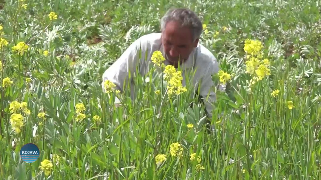 ⁣LI GUNDEWARÊN KOBANÊ JI BER BARANA ZÊDE ÇANDINA FASÛLIYAN GEŞ BÛYE