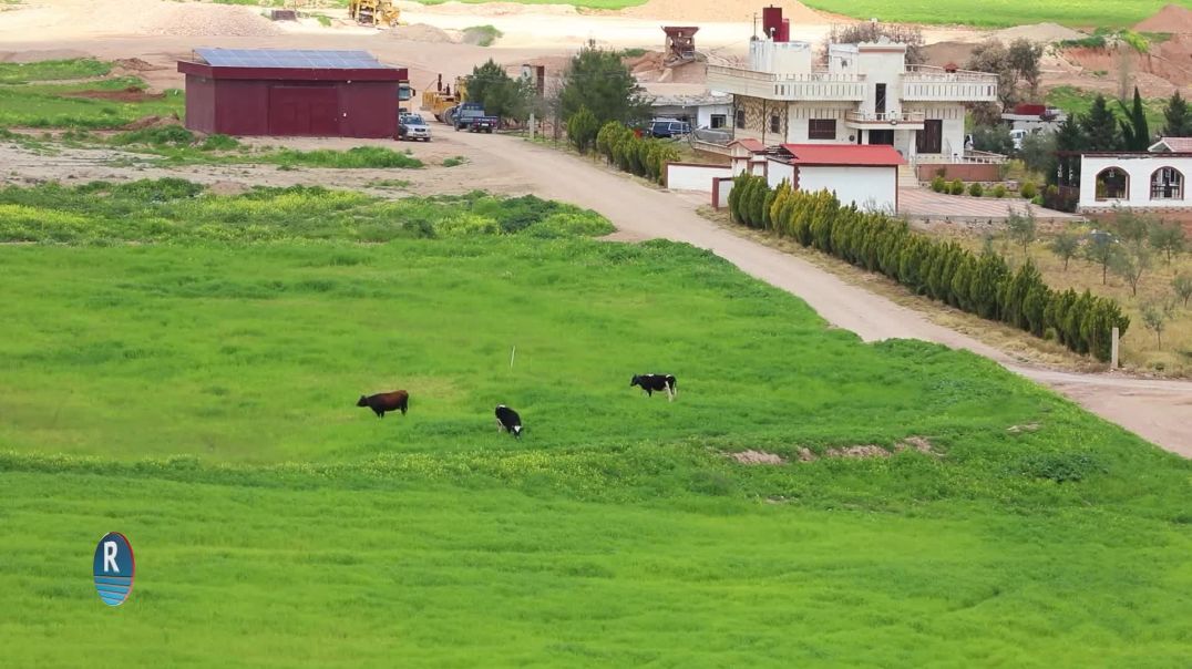 ⁣ربيع قامشلو.. لوحة طبيعية تنبض بالحياة بعد أمطار الخير