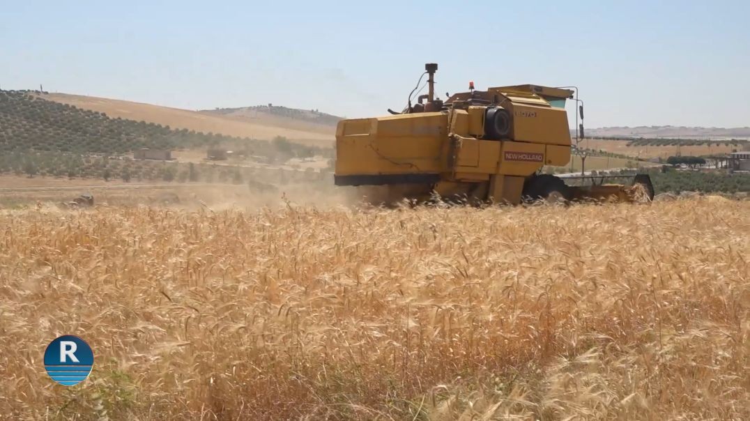 Çinîna Genim Û Ceh Li Kobanê Bi Awayekî Baş Dewam Dike