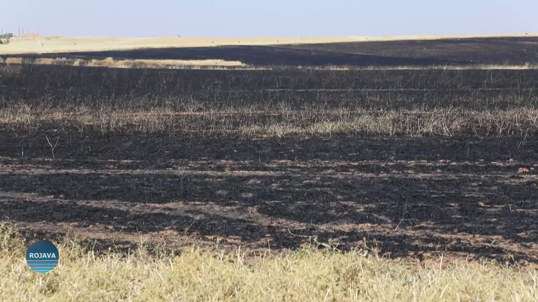 ⁣اندلاع حرائق في محاصيل زراعية بين قريتي هيمو ونافكر في مدينة قامشلو