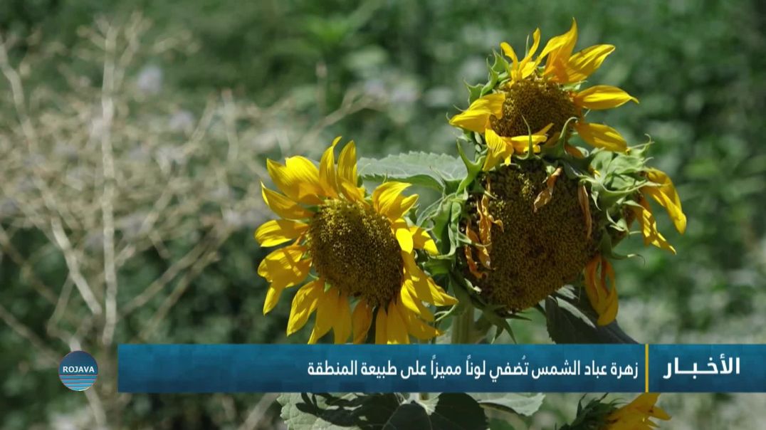 ⁣زهرة عباد الشمس تُضفي لونًا مميزًا على طبيعة المنطقة