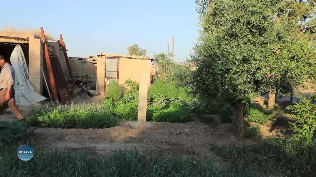 WELATIYEKÎ JI AMÛDÊ HEWŞA XWE VEGUHERANDIYE BEXÇEYEK