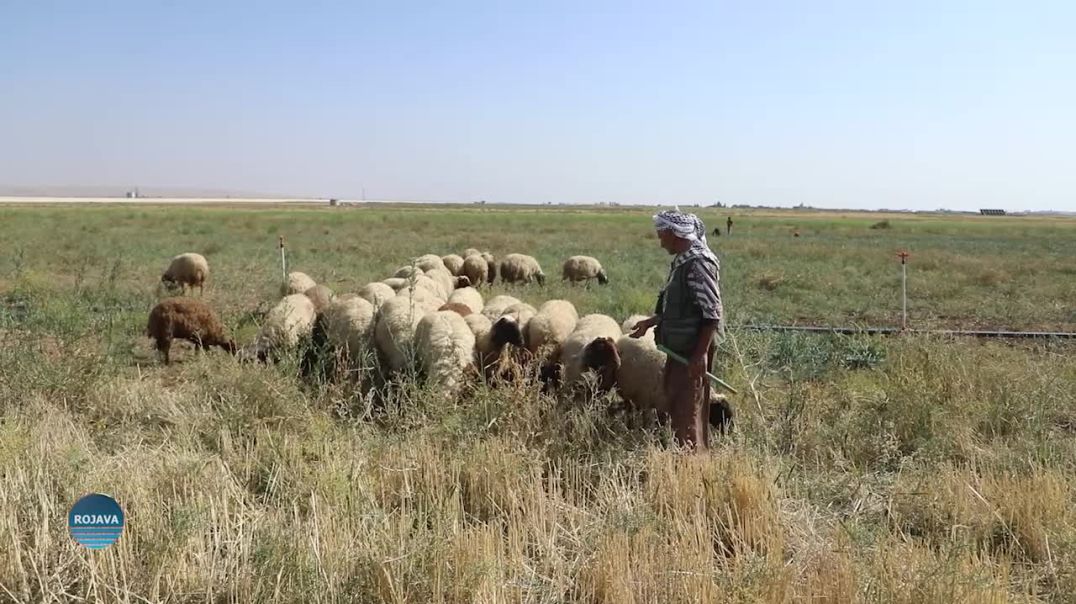 MASTA MALA QIRNO: ÇÎROKEKE HILBERÎNÊ KU LI SERANSERÊ HERÊMA CIZÎRÊ NAVDAR BÛYE